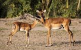 Impalas