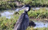 Héron mélanocéphale