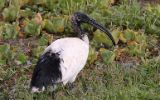 Ibis sacré