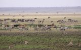 Incursion de troupeaux masaïs