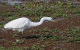 Grande aigrette