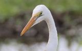 Grande aigrette