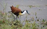 Jacana à poitrine dorée