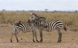 Zèbres