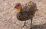 Francolin à cou jaune