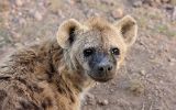 Jeune hyène