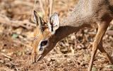 Dik-dik