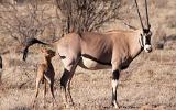 Oryx beïsa