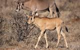 Jeune oryx beïsa