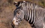 Zèbre de Grevy