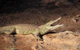 Crocodile