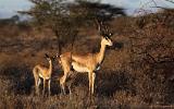 Gazelles de Grant ?
