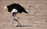 Autruche de Somalie mâle
