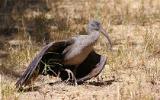 Ibis hagedash