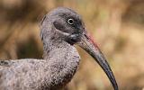 Ibis hagedash