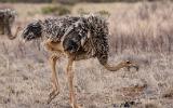 Jeune autruche
