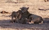 Lionne et deux petits
