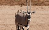 Pique-boeufs à bec rouge sur un oryx