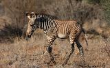 Zèbre de Grevy