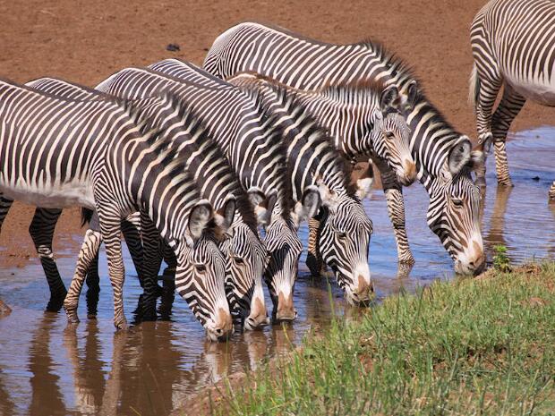 Samburu Réserve nationale de Samburu