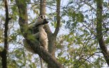 Propithèques de Verreaux ( = sifaka)