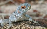 Iguane à queue épineuse