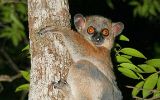 Lépilémur dans la réserve de Kirindy