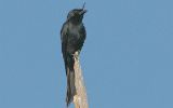 Drongo malgache