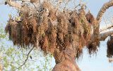 Nid de tisserins dans un baobab