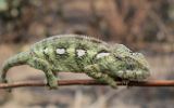 Caméléon