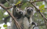 Propithèques de Verreaux ( = sifaka)