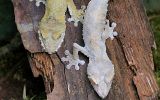 Geckos à queue plate ( = uroplates)
