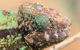 Caméléon