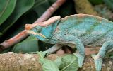 Caméléon de Parson mâle