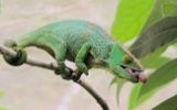 Caméléon prêt à projeter sa langue