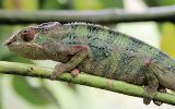 Caméléon
