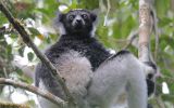 Indri du parc de Périnet