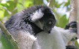 Indri du parc de Périnet