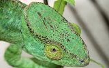 Caméléon