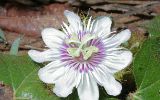 Passiflore