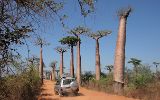 L'allée des baobabs dans la région de Morondava