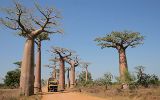 L'allée des baobabs