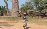 L'allée des baobabs