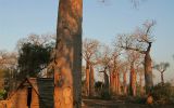 Forêt de baobabs près des salines de Belo