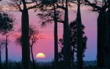 Couché de soleil et forêt de baobabs