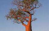 Baobab