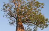 Baobab