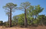 Baobab