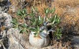Pachypodium