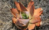 Aloès (Aloe isaloensis)
